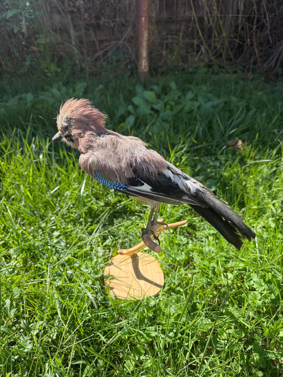 Vintage Eurasian Jay Taxidermy