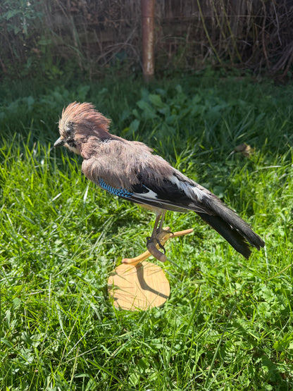 Vintage Eurasian Jay Taxidermy