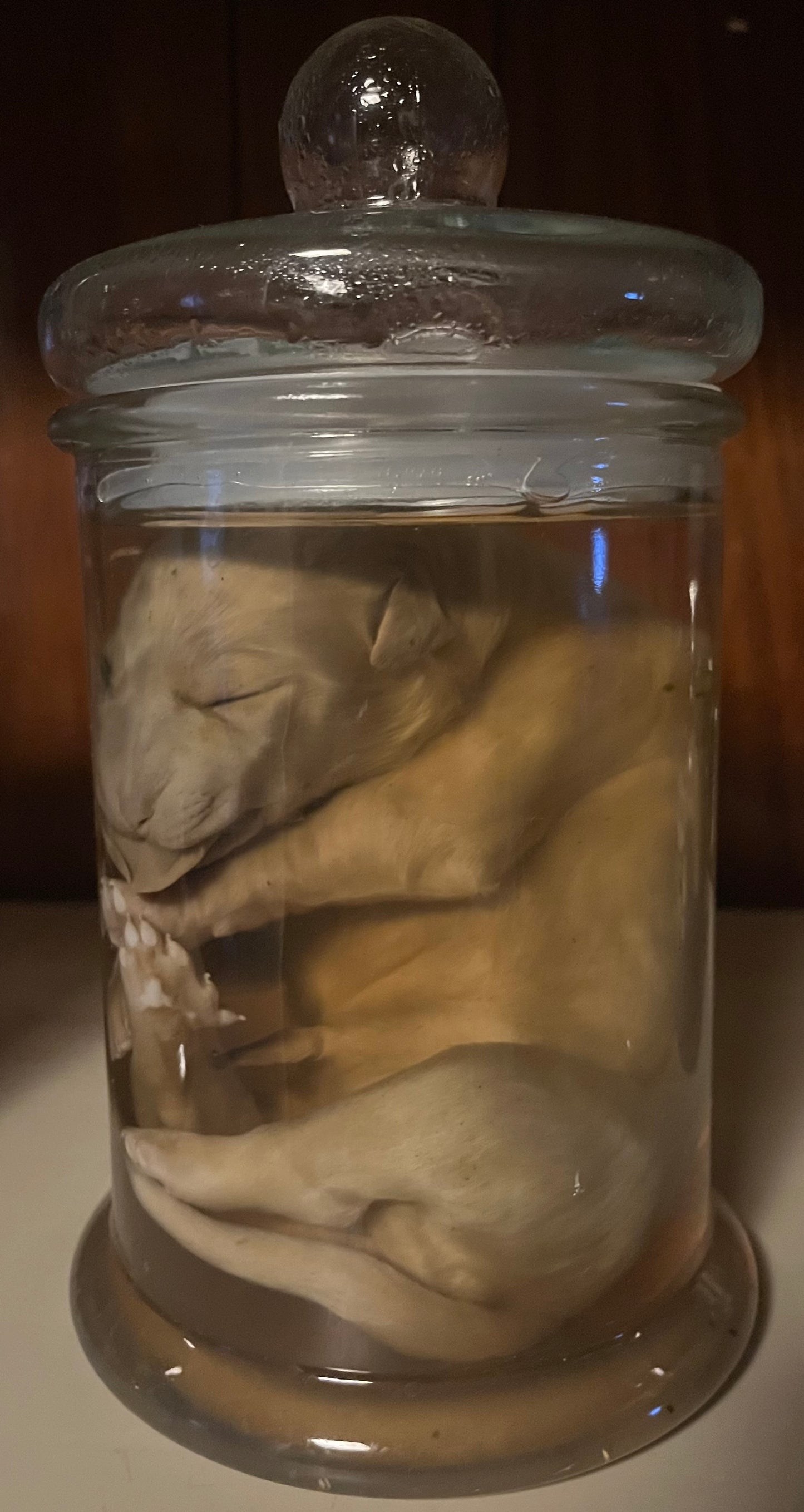 Great Pyrenees Stillborn Puppy Wet Specimen (Right)