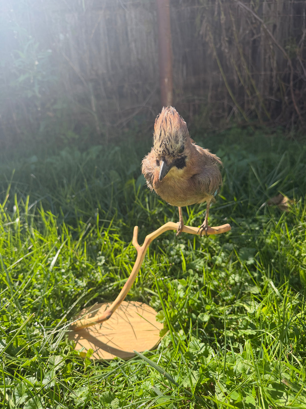 Vintage Eurasian Jay Taxidermy