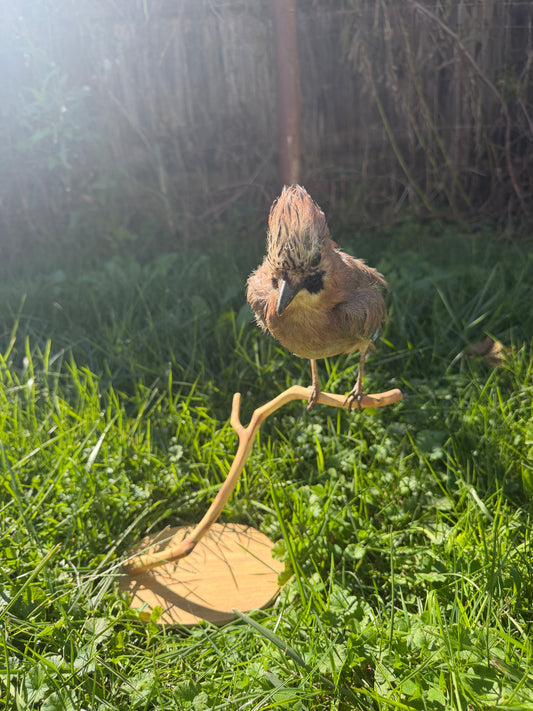 Vintage Eurasian Jay Taxidermy