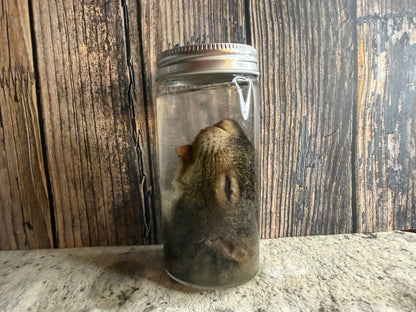 Squirrel Head Wet Specimen