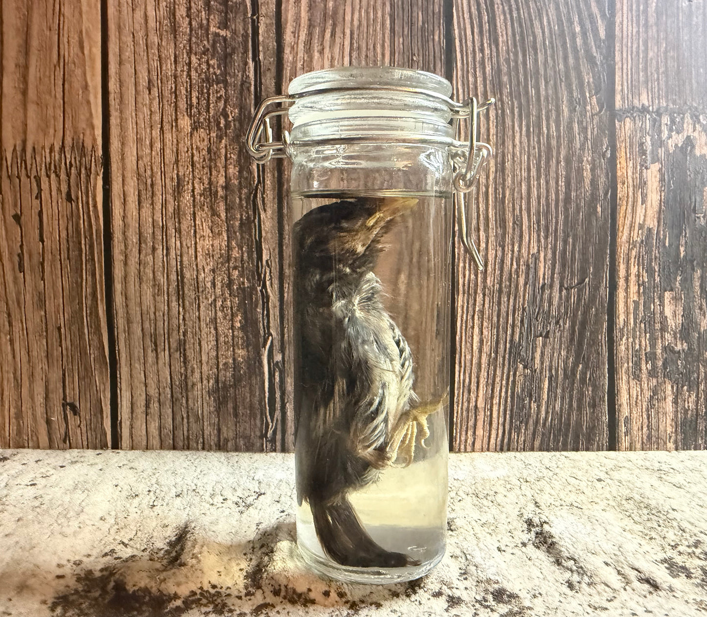 Fledgling House Sparrow Wet Specimen (#3)
