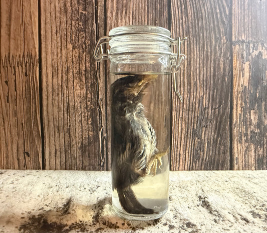 Fledgling House Sparrow Wet Specimen (#3)