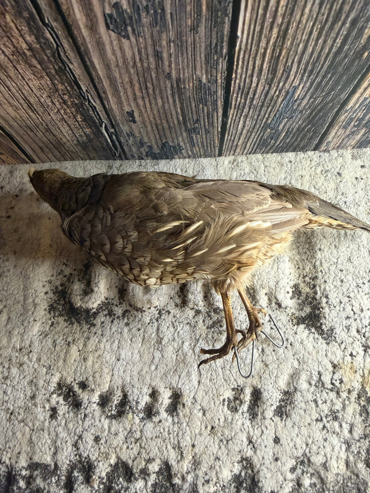 Antique Female Gray (Hungarian) Partridge Taxidermy (Unmounted)