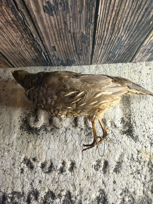 Antique Female Gray (Hungarian) Partridge Taxidermy (Unmounted)
