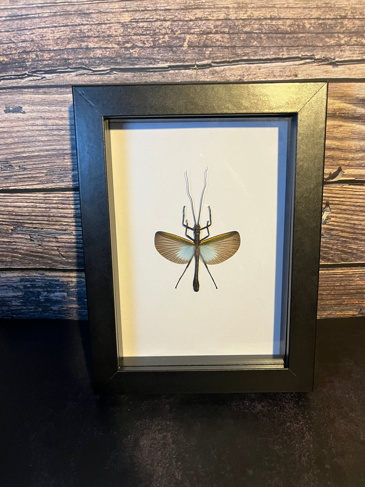 Natural Insect Cadaver Blue Winged Stick Insect (Orthomeria superba) Frame – Unfortunate Cadaver