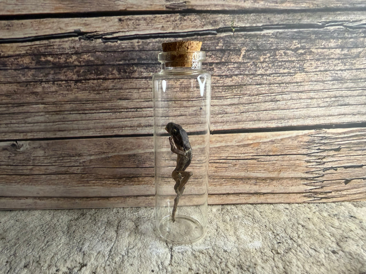 Dry Preserved Frog (Imperfect)