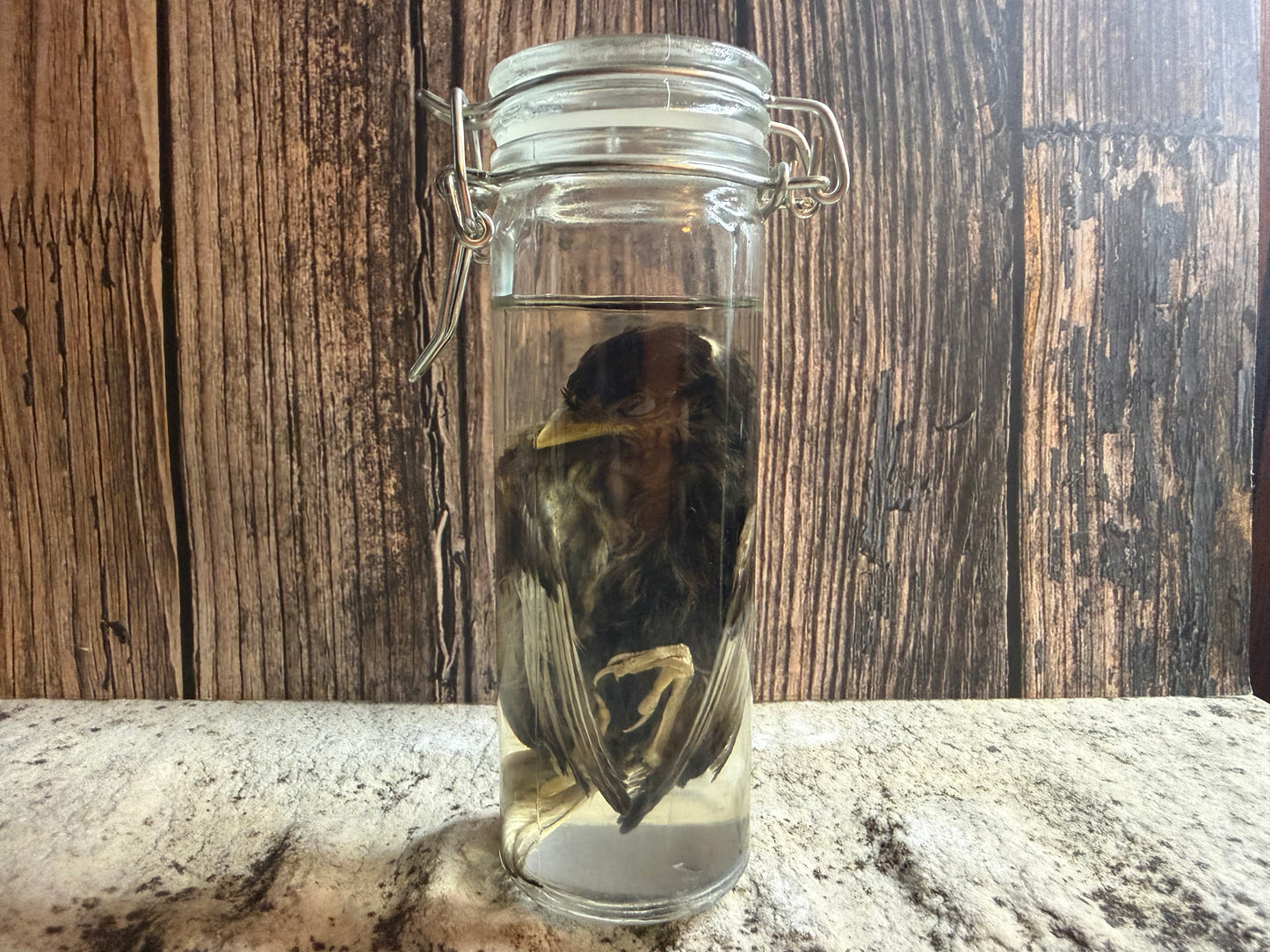 Fledgling House Sparrow Wet Specimen (#2)