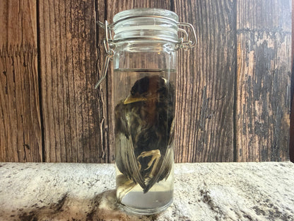 Fledgling House Sparrow Wet Specimen (#2)