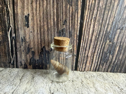 Freshwater Shell Curio Vial (Cork)