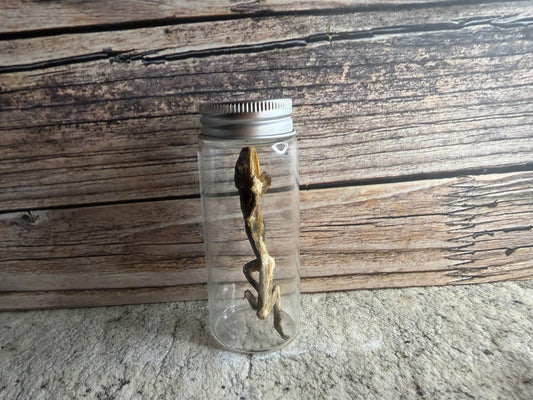 Dry Preserved Frog