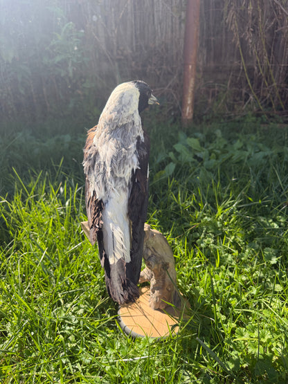 Australian Magpie Taxidermy