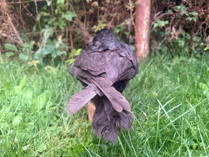 Carrion Crow Taxidermy Mount