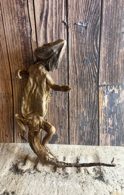 Dry Preserved Adult Bearded Dragon