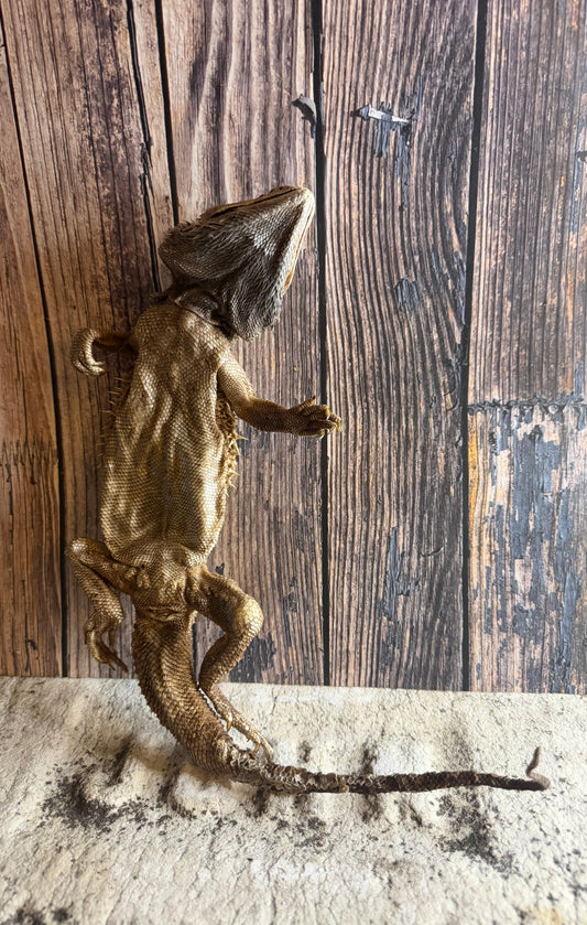 Dry Preserved Adult Bearded Dragon