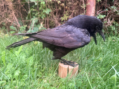 Carrion Crow Taxidermy Mount (D)
