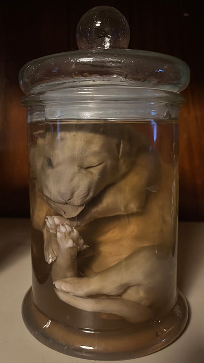 Great Pyrenees Stillborn Puppy Wet Specimen (Right)