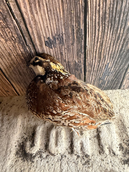Bobwhite Quail Taxidermy (Unmounted)