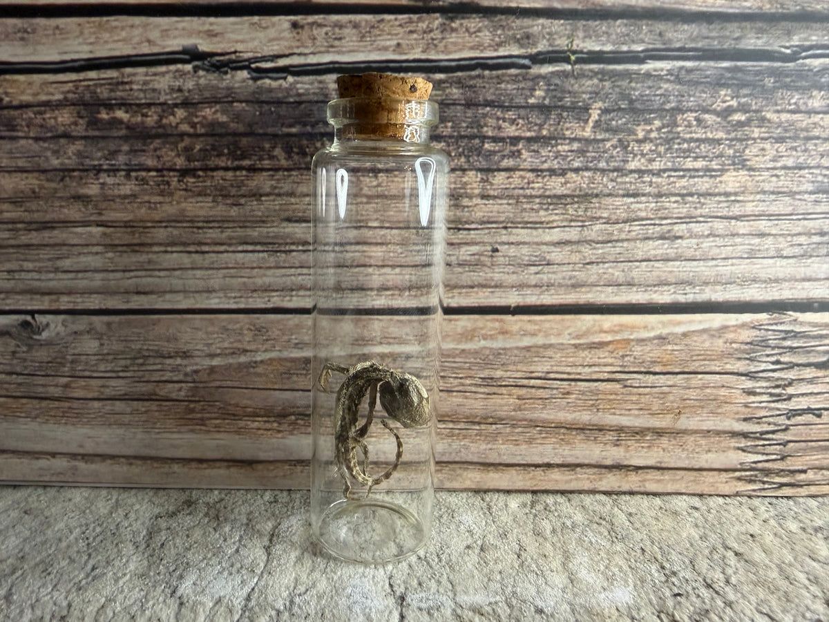 Dry Preserved Bearded Dragon