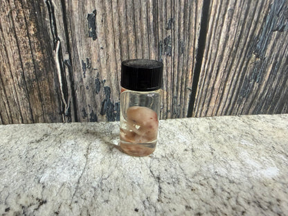 Domestic Cat Fetus Wet Specimen (25-28 Days Old) (Runt)