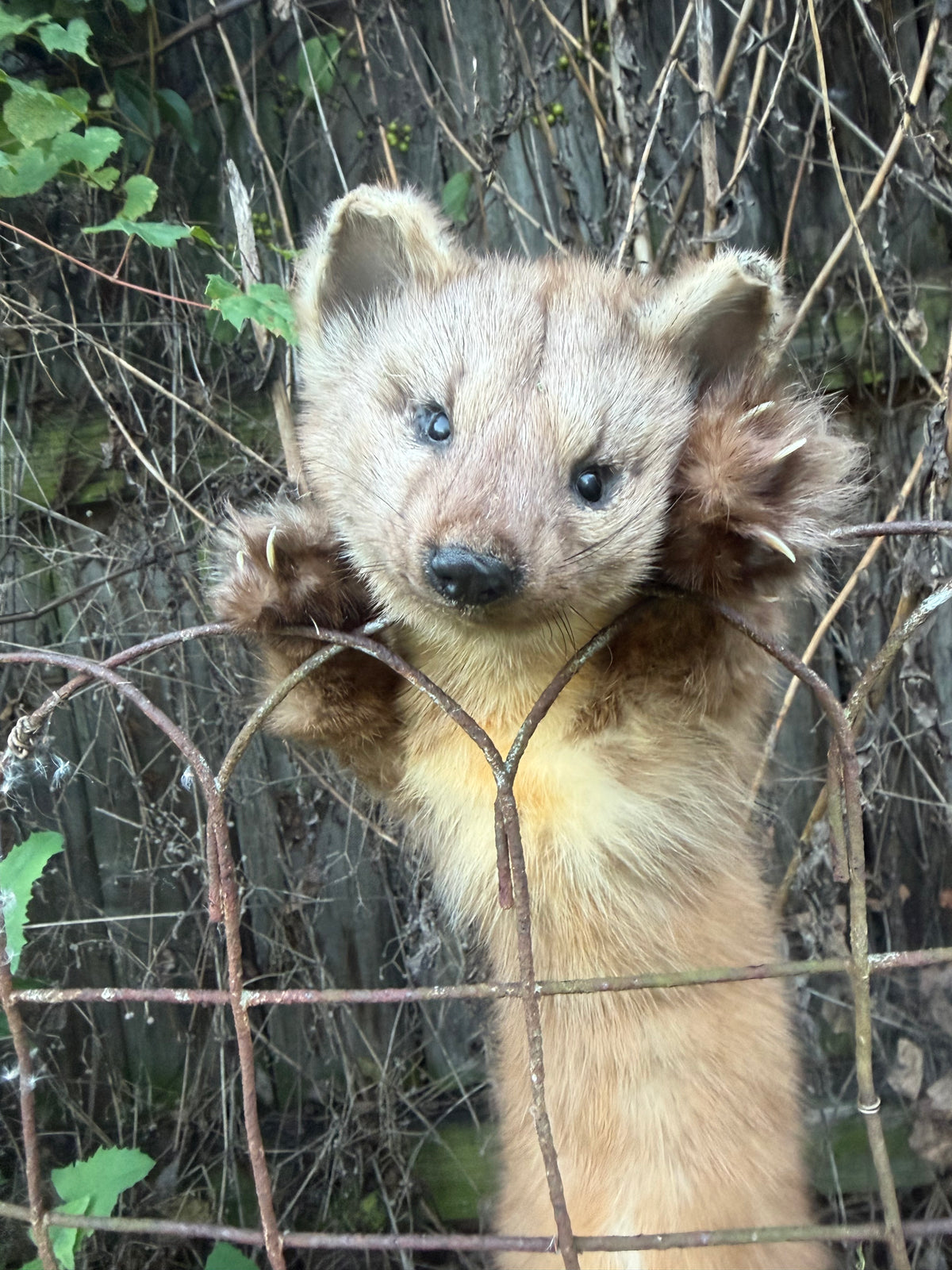 Pine Marten Soft Mount