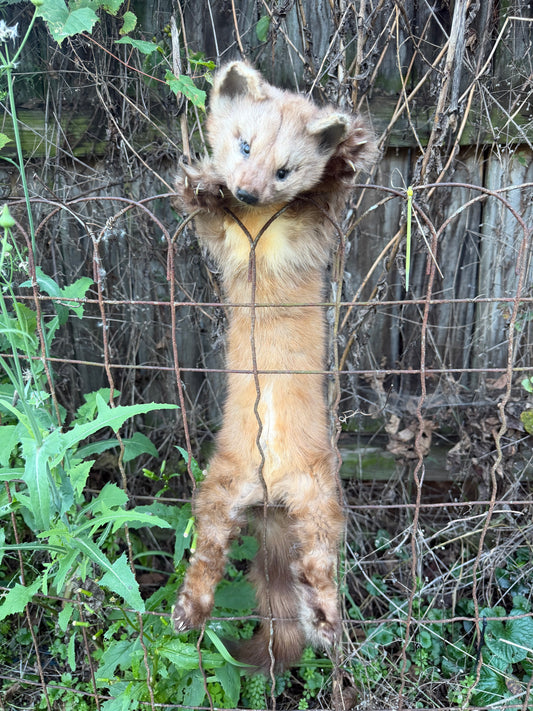 Pine Marten Soft Mount