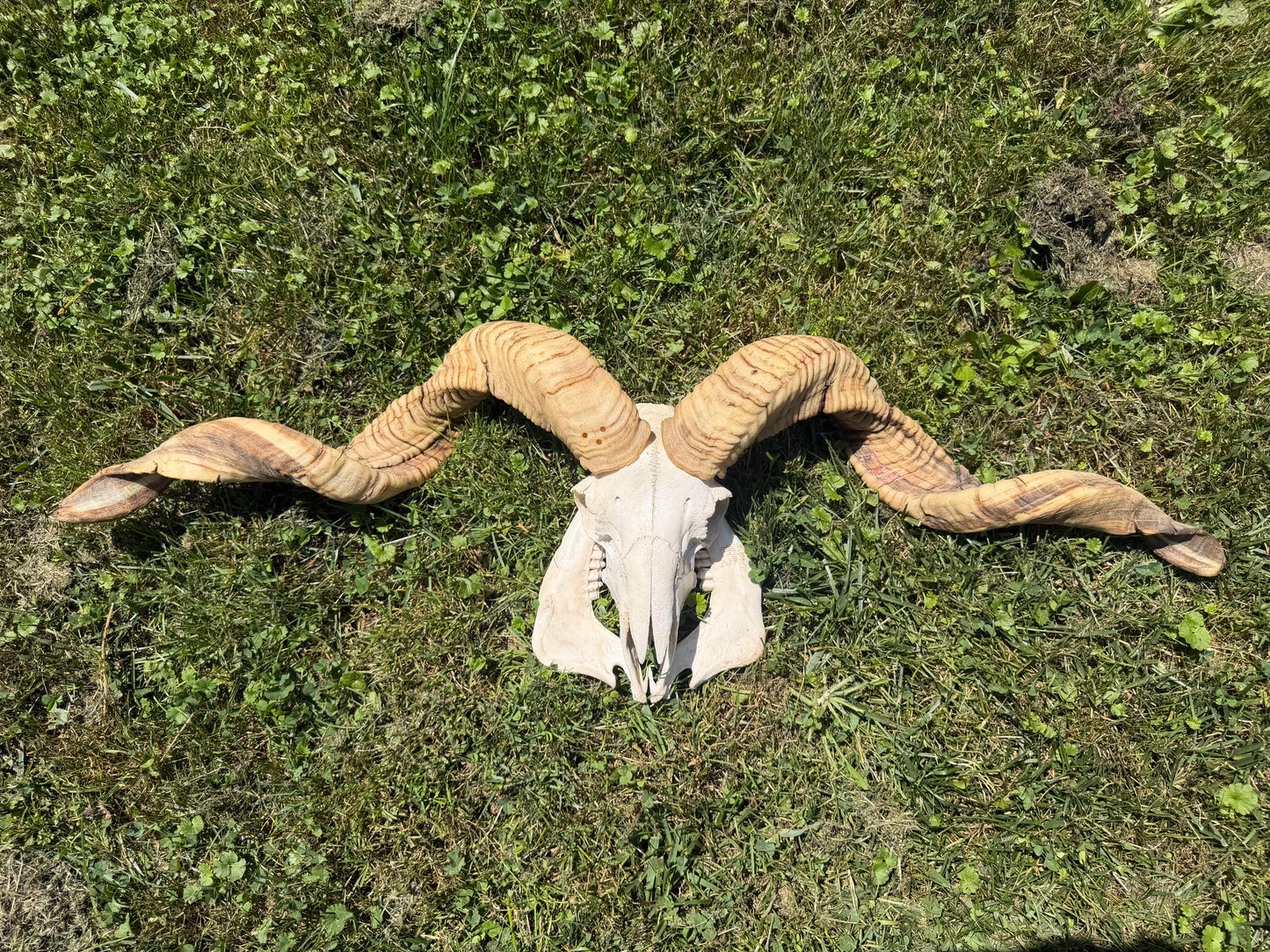 Massive Ram Skull