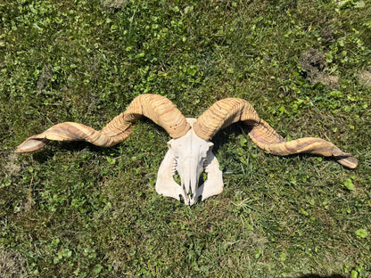 Massive Ram Skull