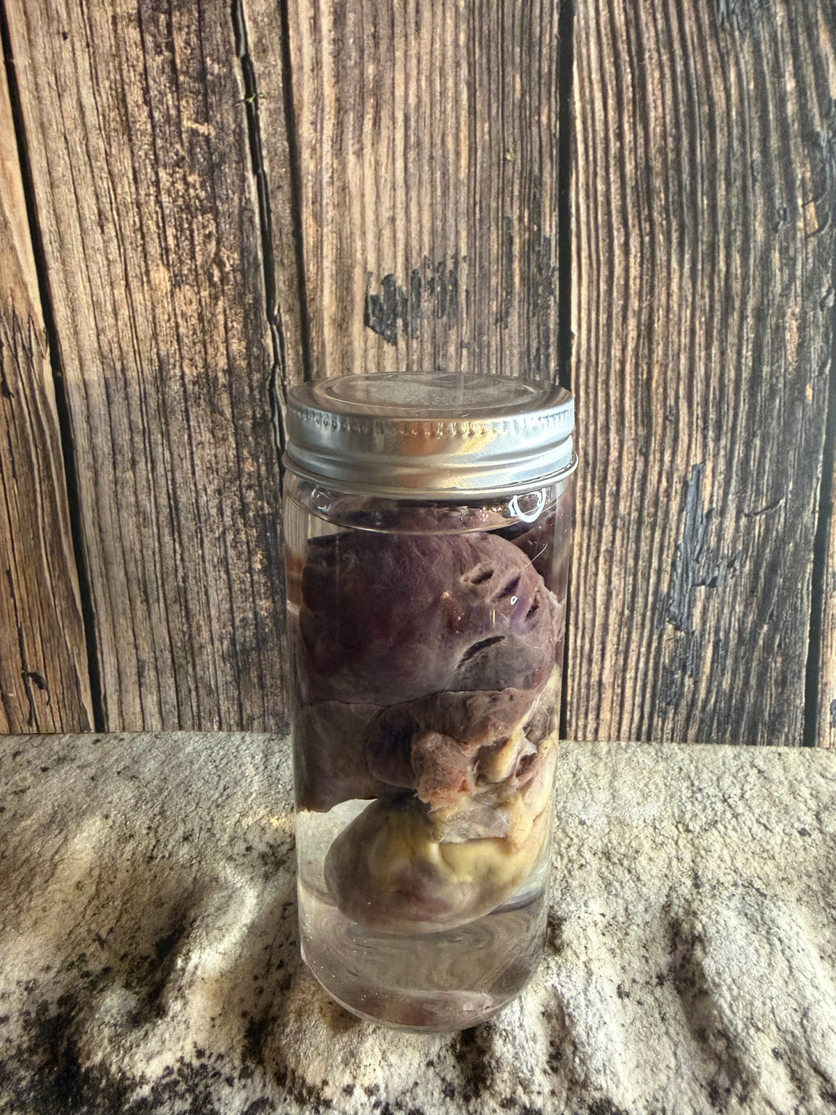 'Biblical Angel' Tom Cat Heart And Lungs Wet Specimen