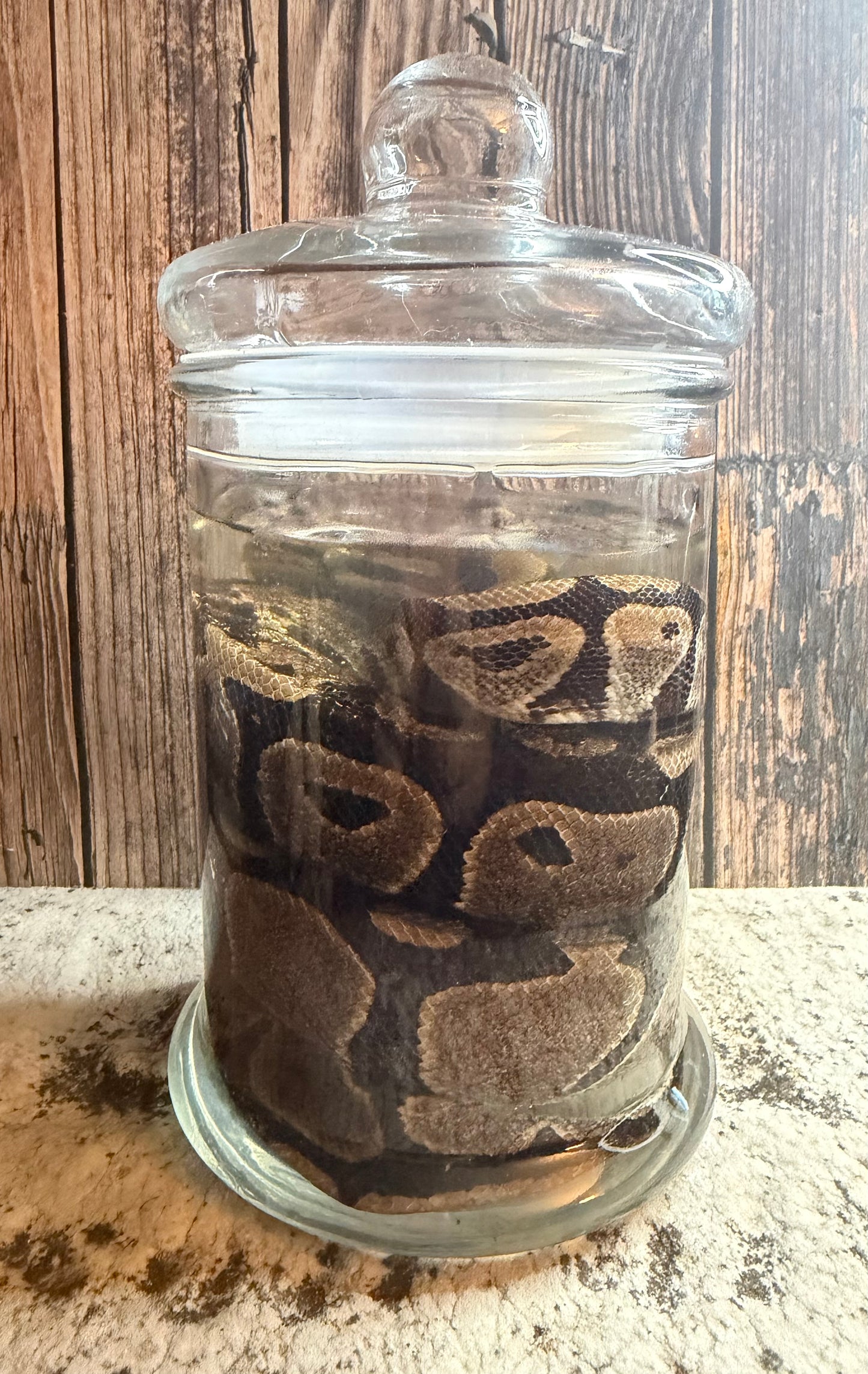 Normal Adult Ball Python Wet Specimen