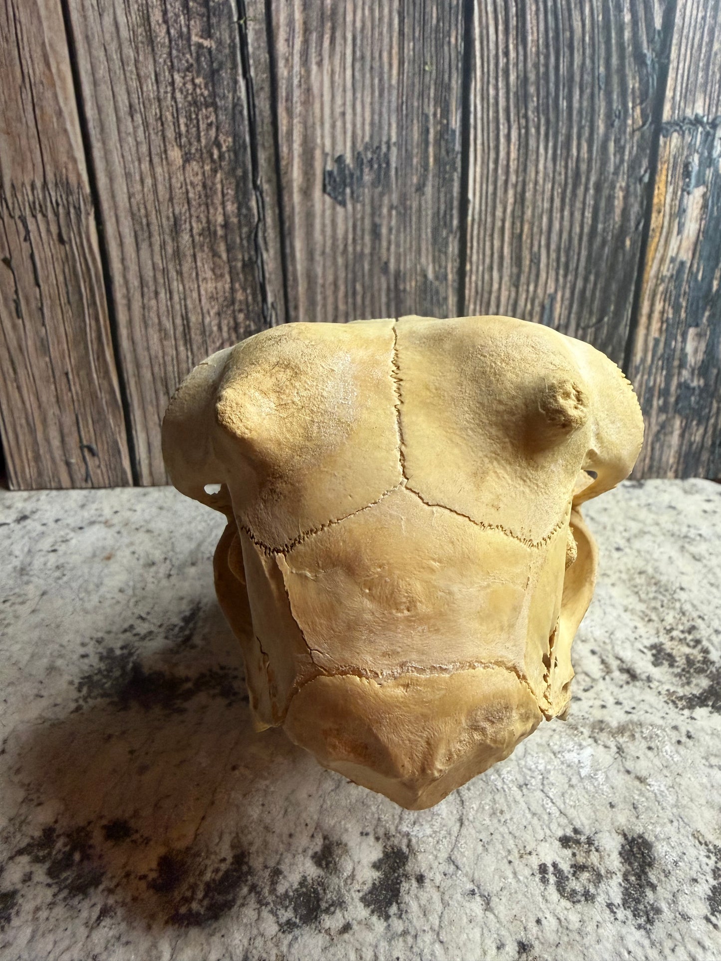 Craft Grade Juvenile Goat Skull