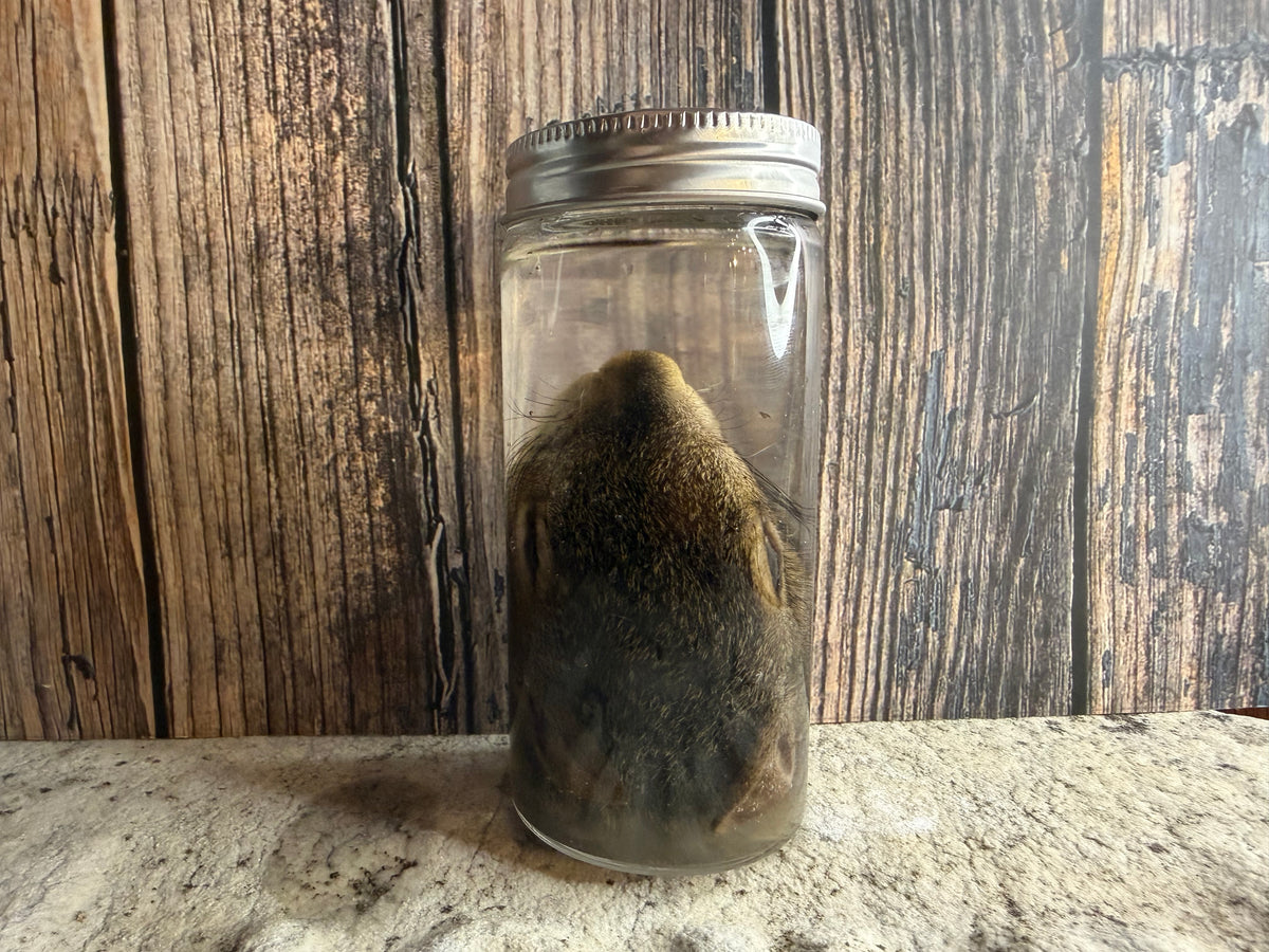 Squirrel Head Wet Specimen