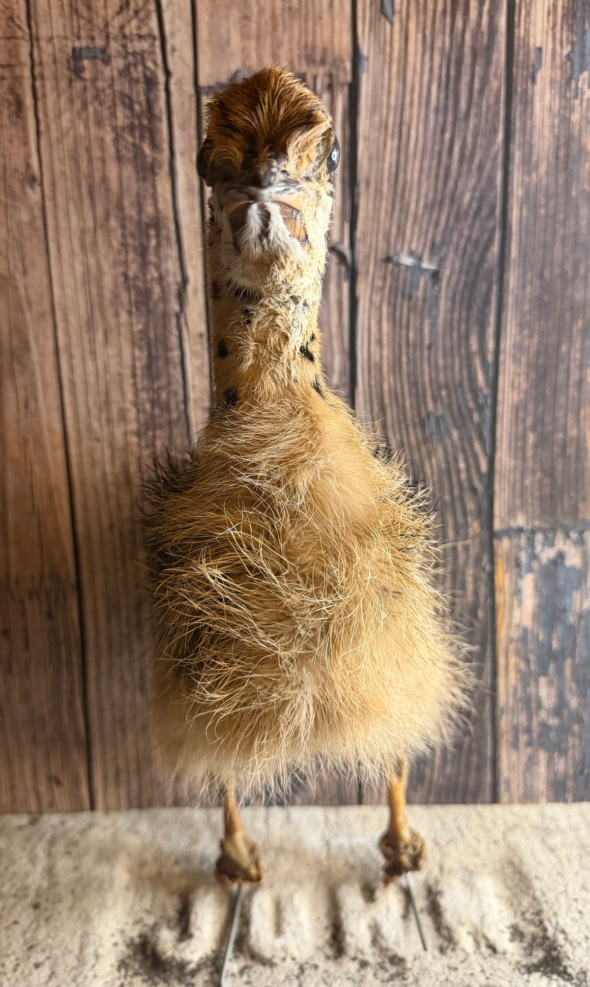Taxidermy Ostrich Chick