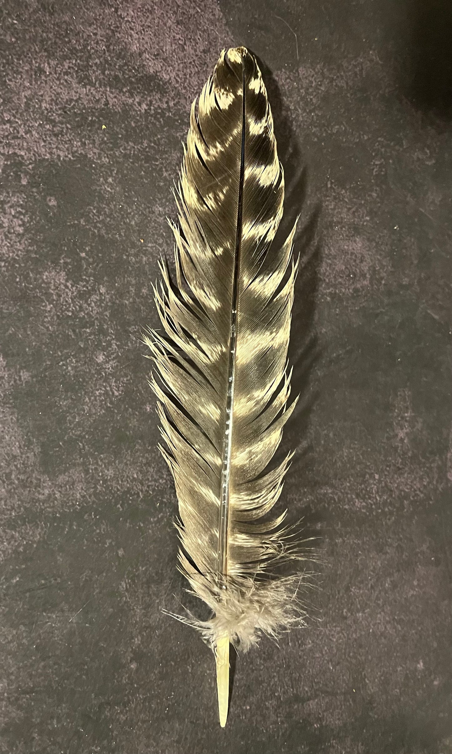 Craft Grade Wild Turkey Feather