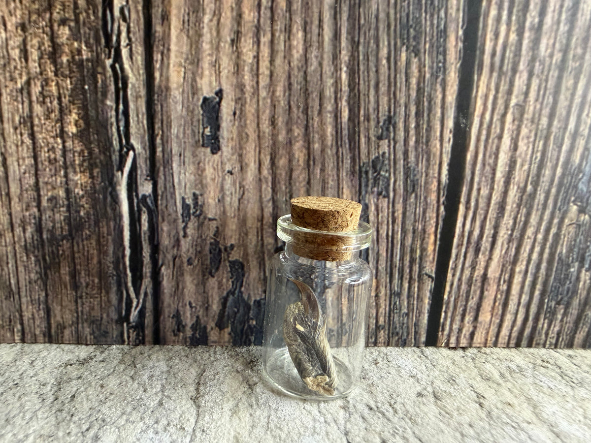 Taxidermy Raccoon Claw Curio Vial (Cork)