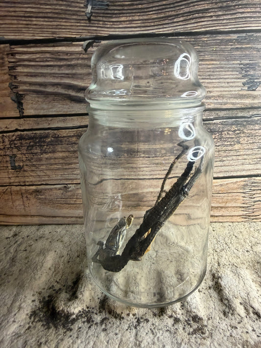 Dry Preserved Lizard