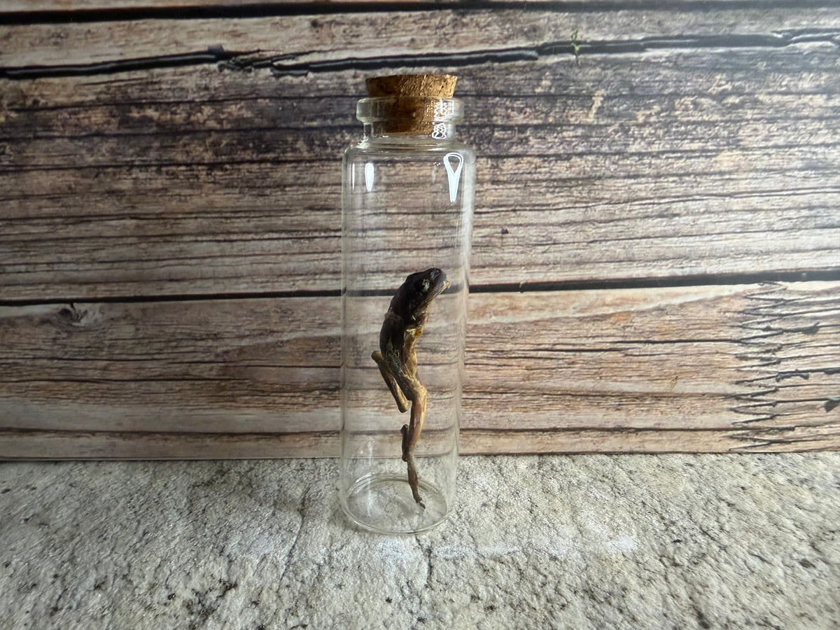 Dry Preserved Frog (Imperfect)