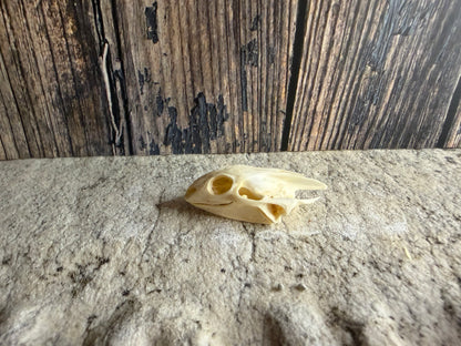 Turtle Skull (Sm)