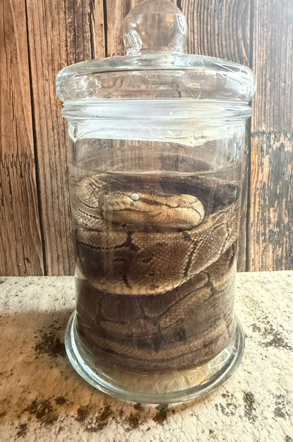 Pinstripe Adult Ball Python Wet Specimen