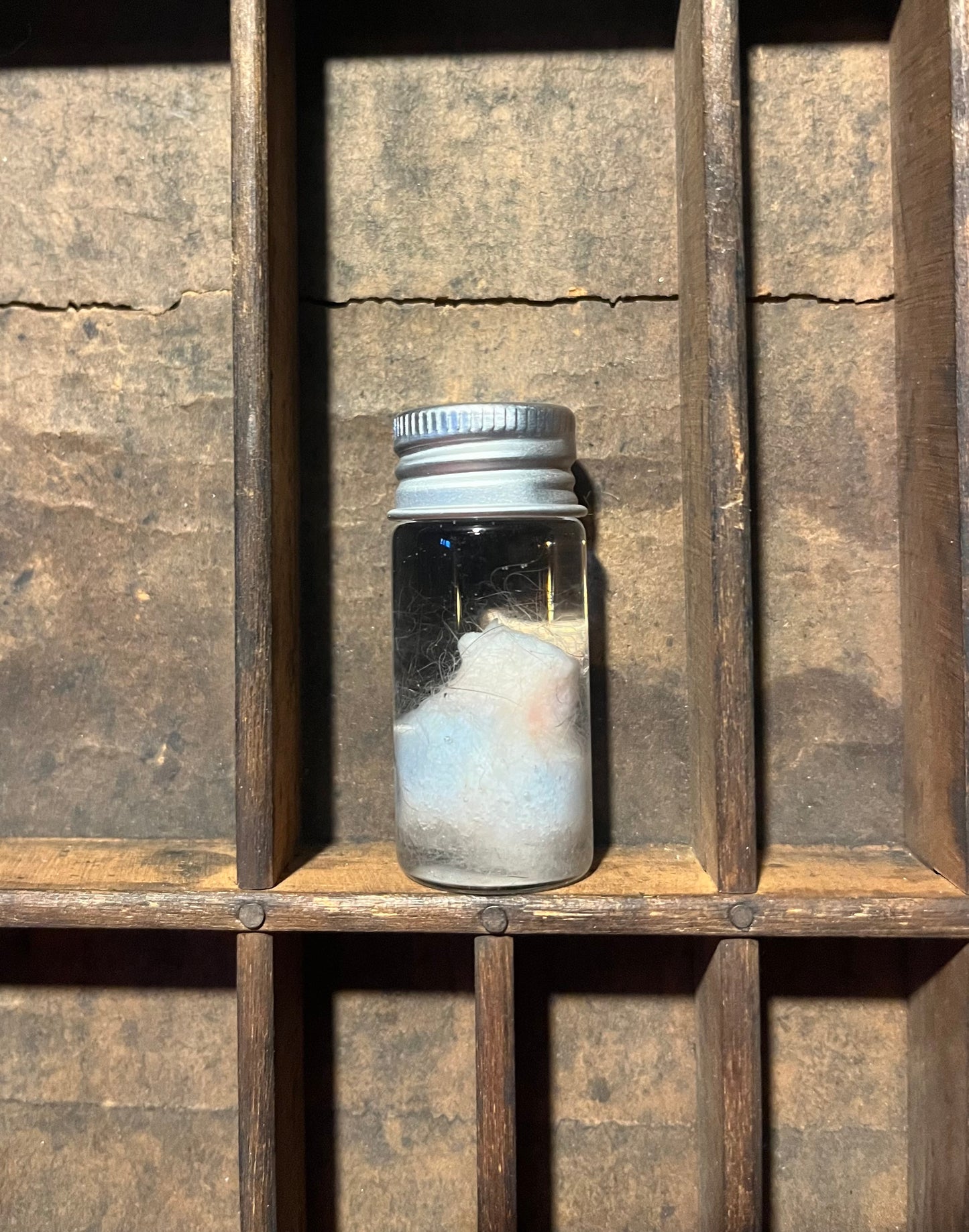 Possum Testicles Wet Specimen Vial