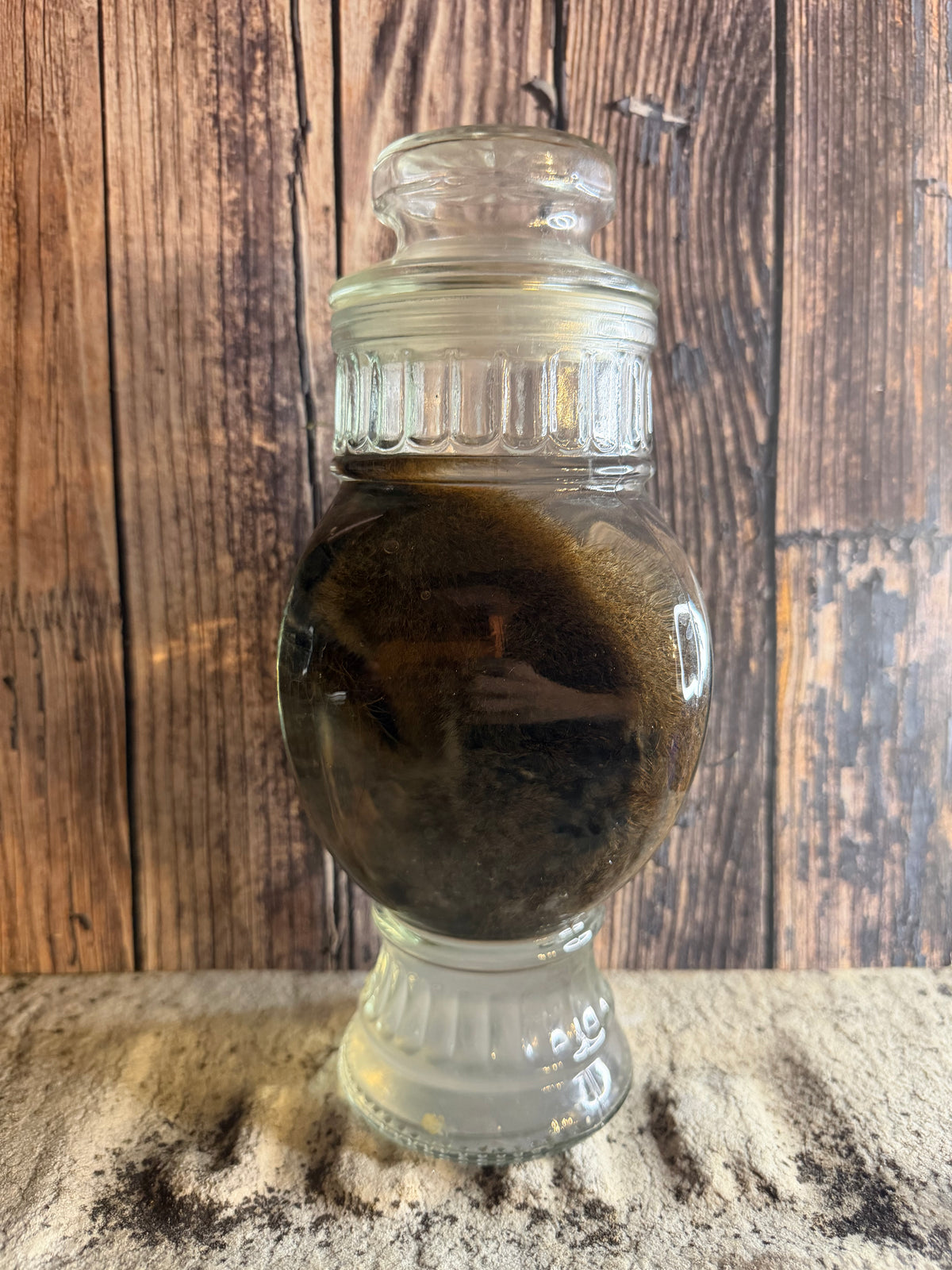 Juvenile Squirrel Wet Specimen