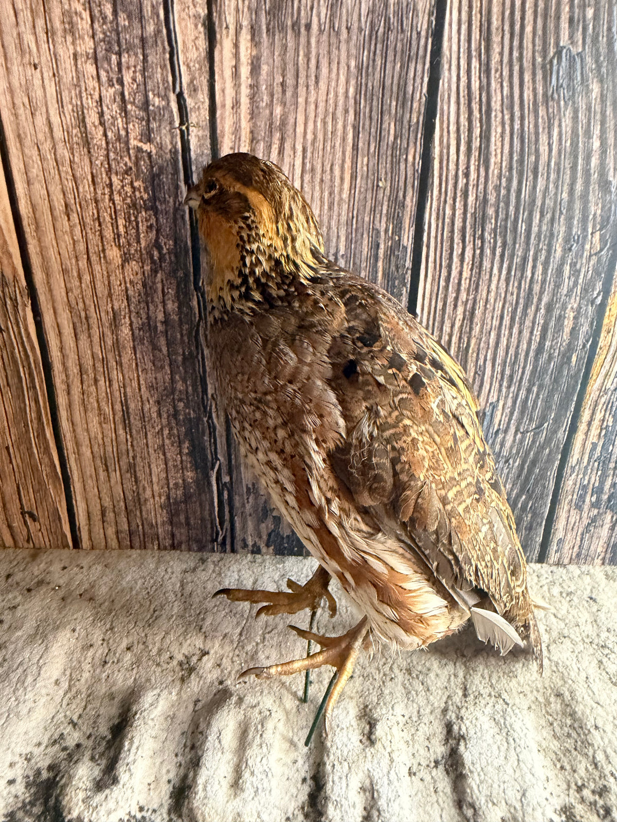 Female Bobwhite Quail Taxidermy (Unmounted)