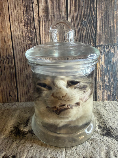 Tom Cat Head Wet Specimen