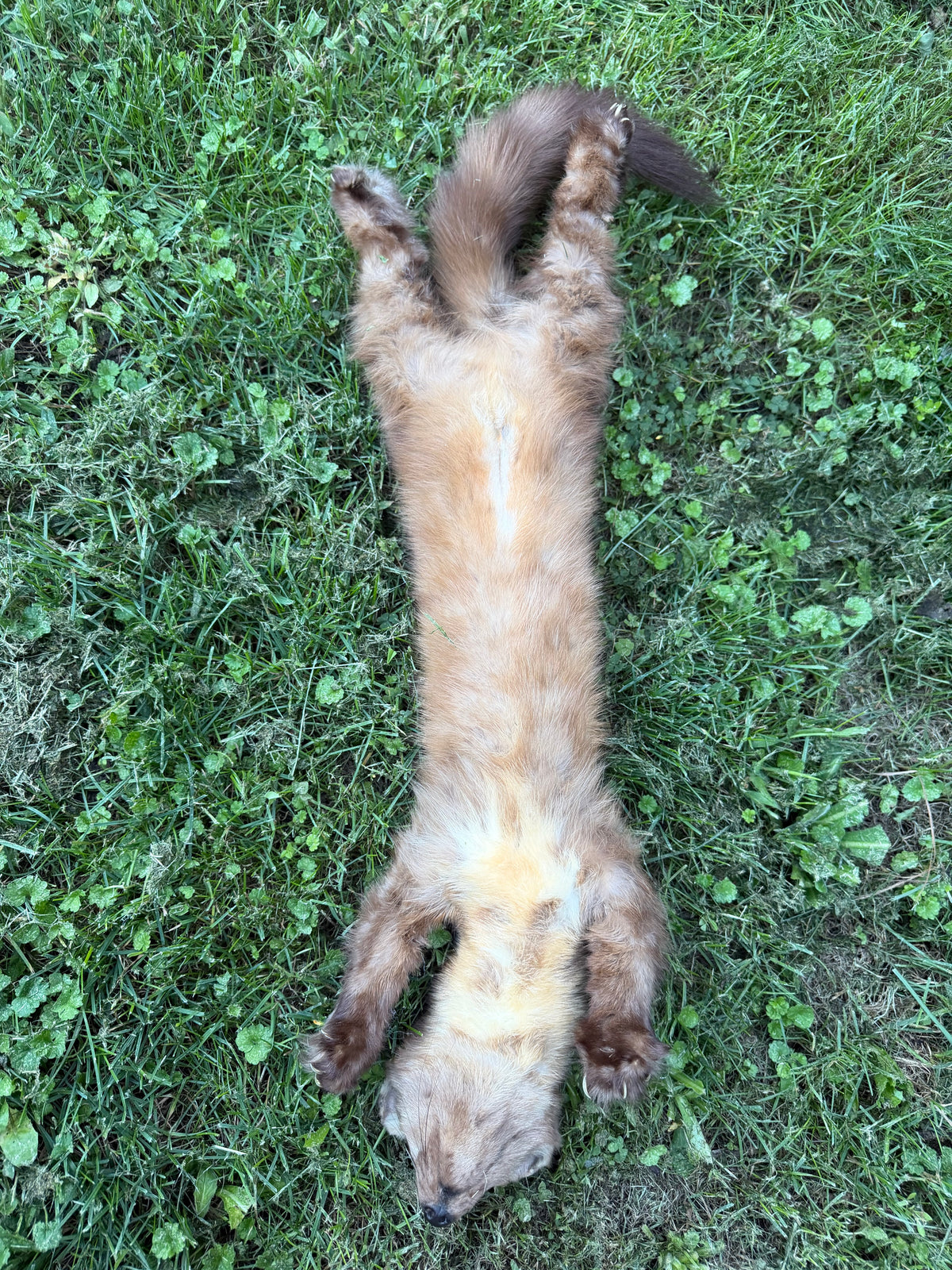 Pine Marten Soft Mount