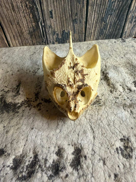 Snapping Turtle Skull (#2)