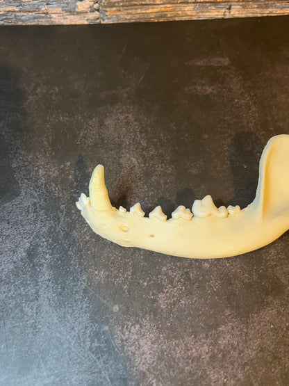 Domestic Dog Jawbone Keychain