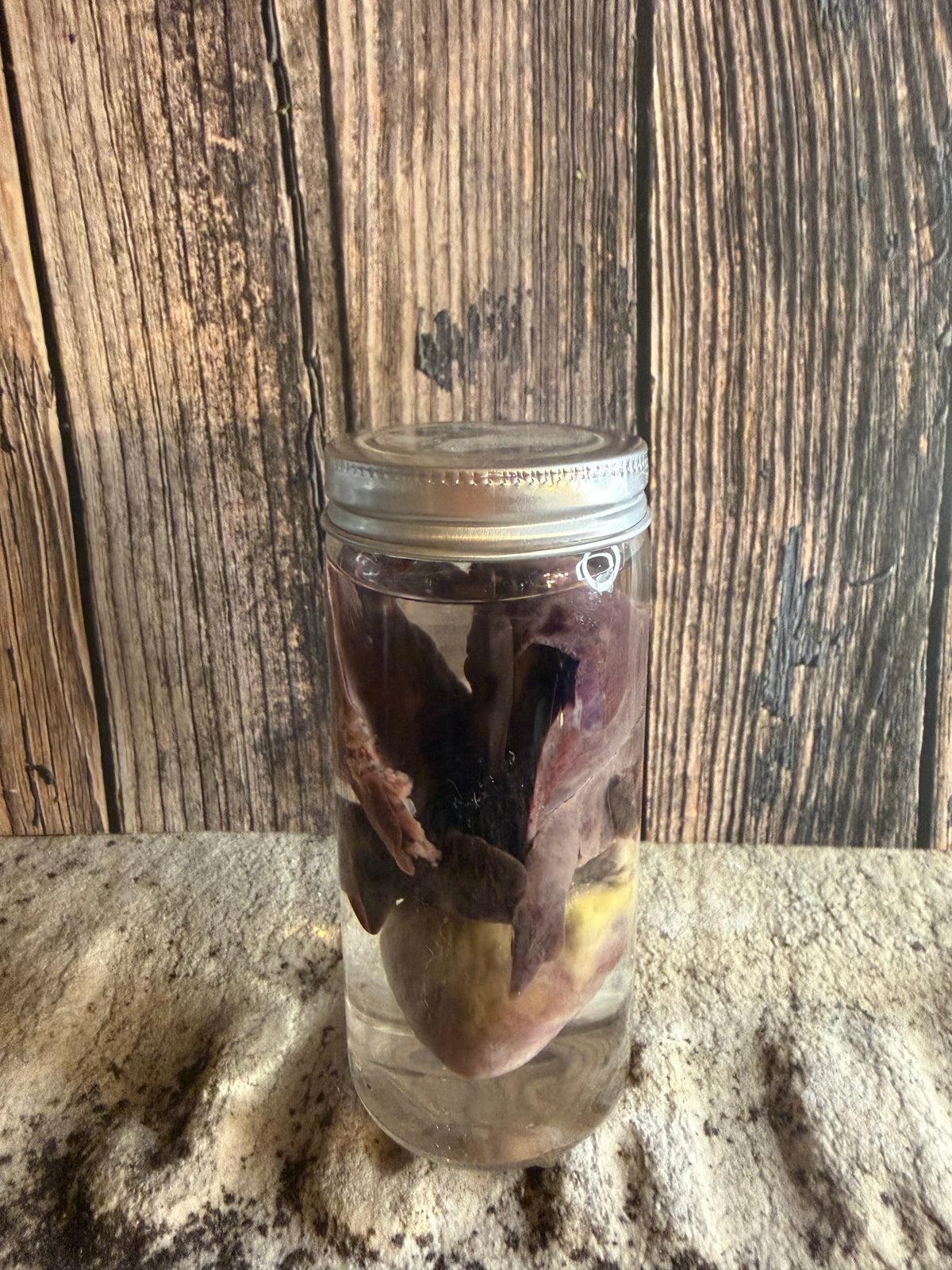 'Biblical Angel' Tom Cat Heart And Lungs Wet Specimen