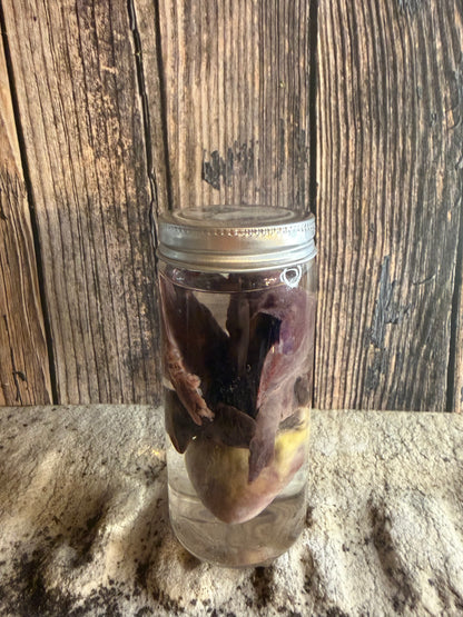 'Biblical Angel' Tom Cat Heart And Lungs Wet Specimen