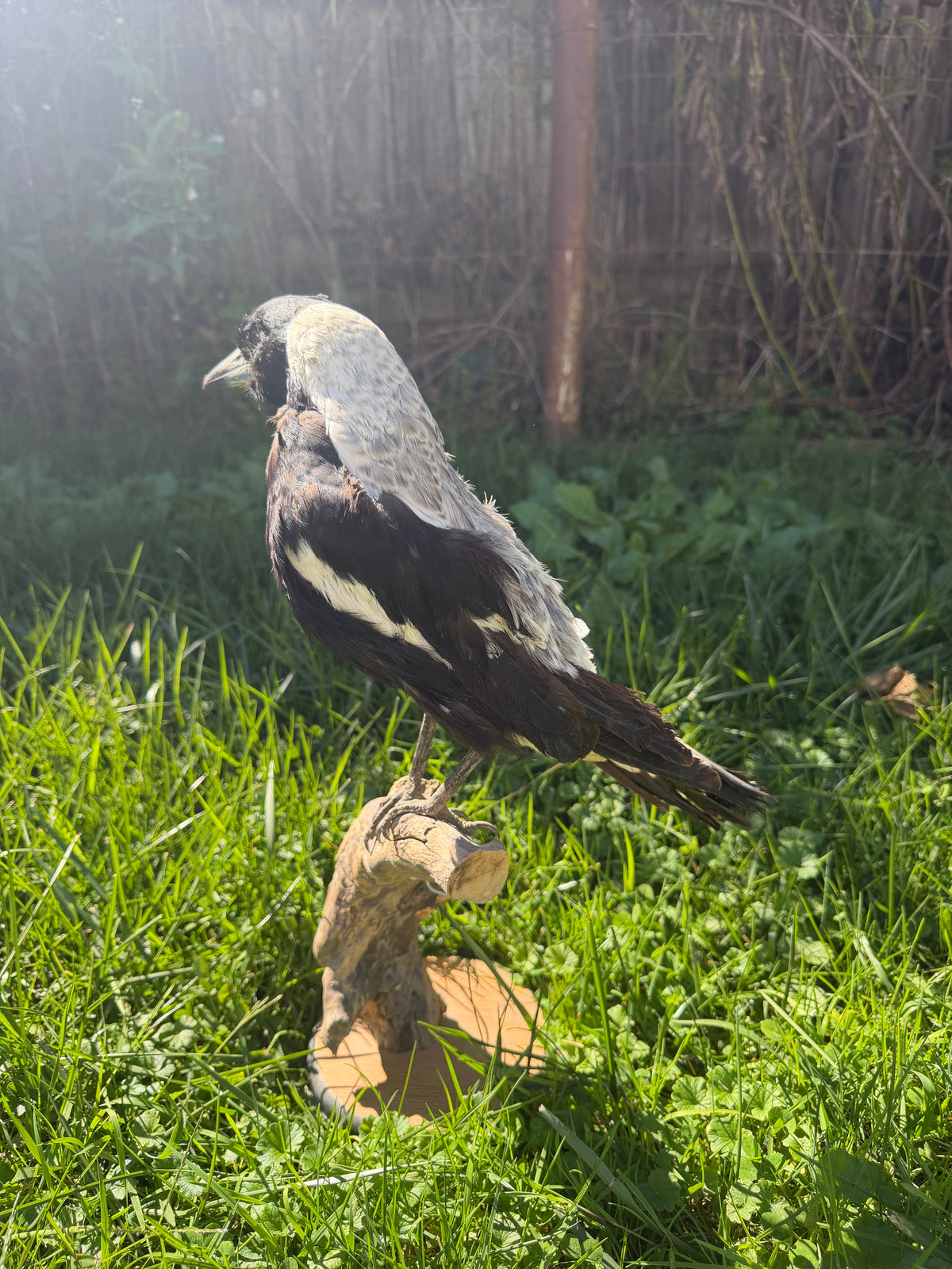 Australian Magpie Taxidermy